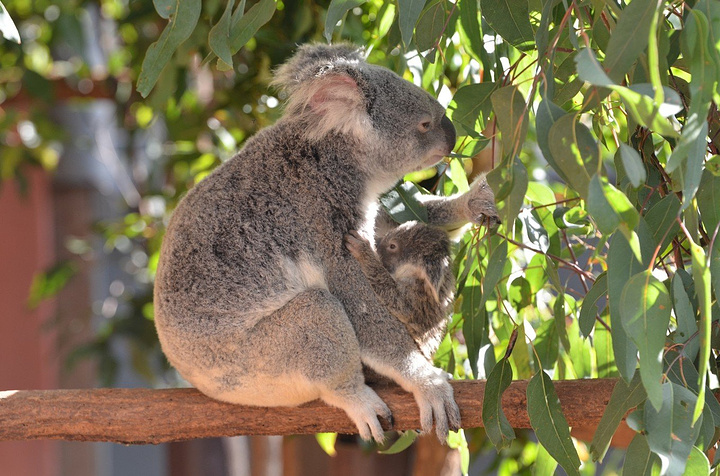 2017非常喜欢的七彩鹦鹉,叫声很多种,有点像说