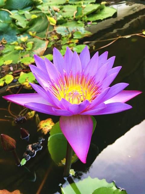 寺中的斯里兰卡国花——睡莲