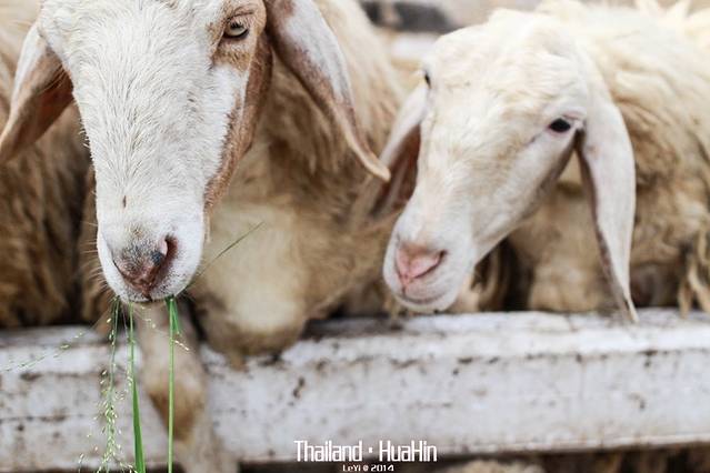 芭提雅绵羊农场