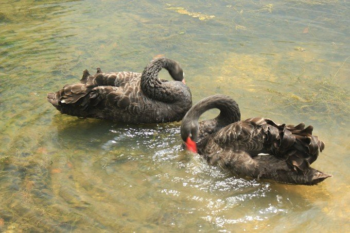 这些外来人在新加坡总人口中占多数_新加坡植