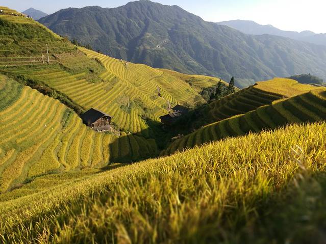平安壮族梯田观景区