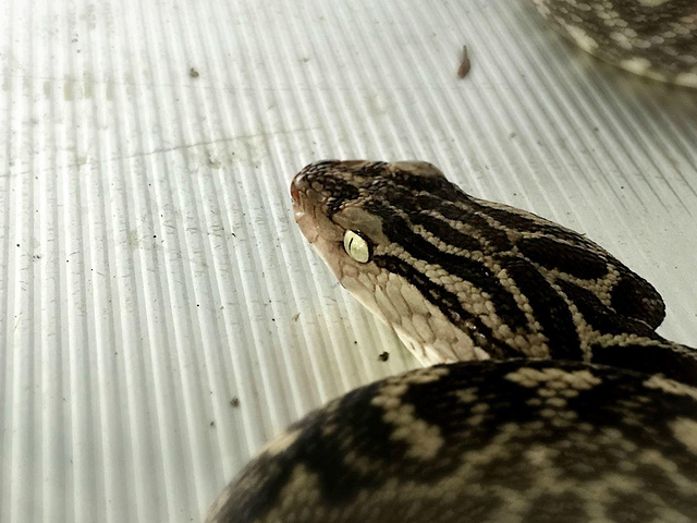 毛茸茸的大蝙蝠 好有萌点