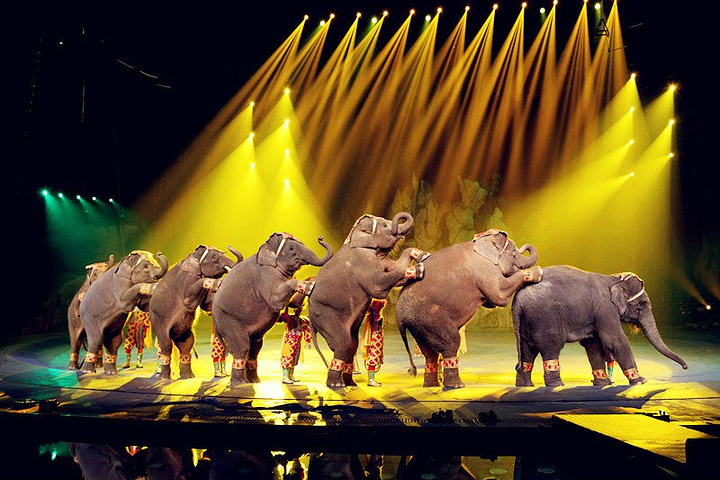 大马戏的表演果然很精彩表演团队很多都是外国人显得特别高大上大人