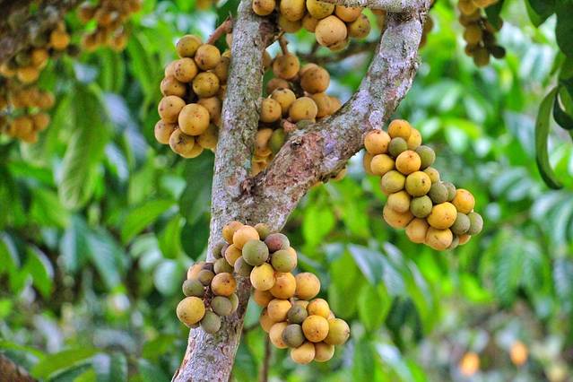 泰国热带水果园