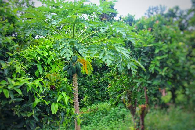 泰国热带水果园