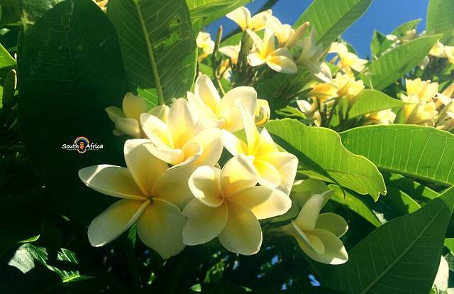 开普敦街心花园