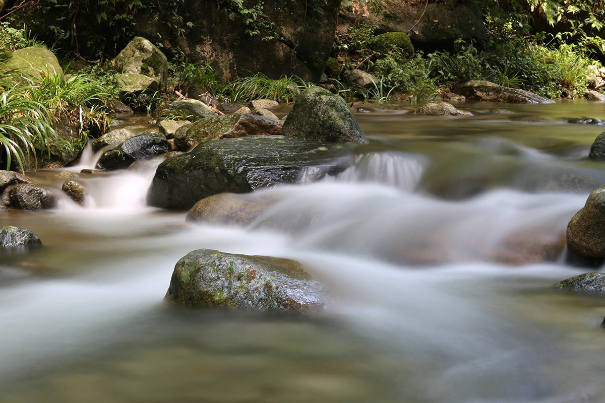 村后修竹如海,流水潺潺穿村而过,但最吸引游人的是村口两棵千年银杏.