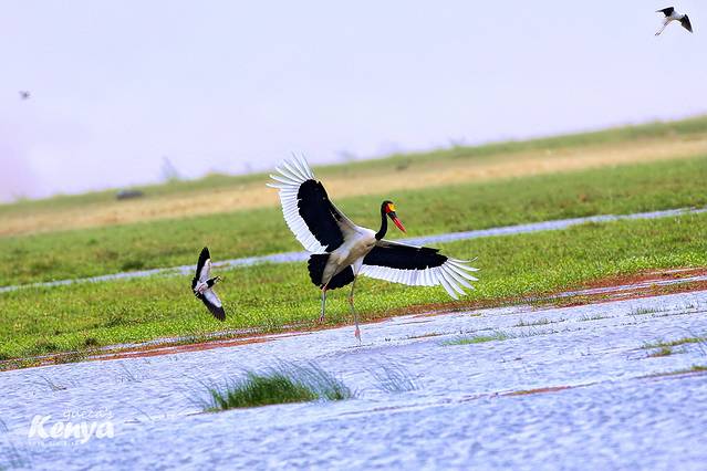 安博塞利国家公园