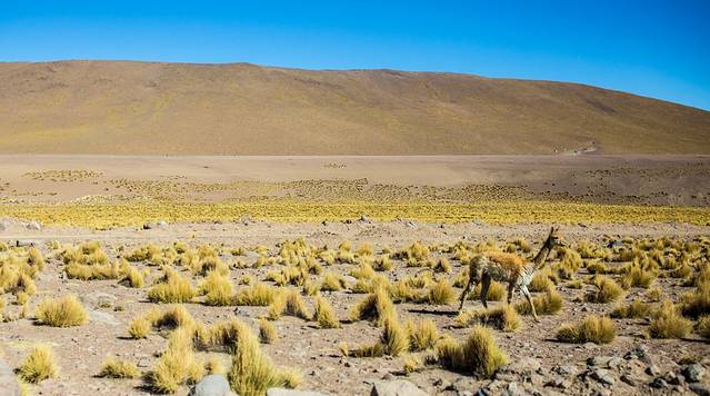 EI Tatio Geysers