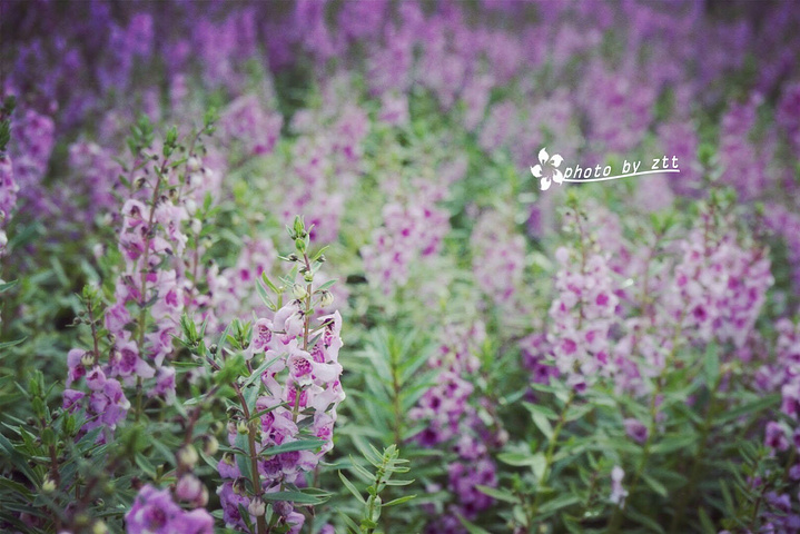 "风景还是蛮不错的，这时候天气开始有点阴沉，感觉要下雨了。停下来，看看风景，喝个水呗_海珠国家湿地公园"的评论图片