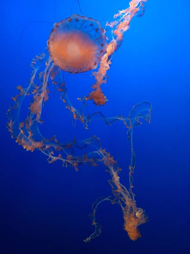 蒙特雷湾水族馆