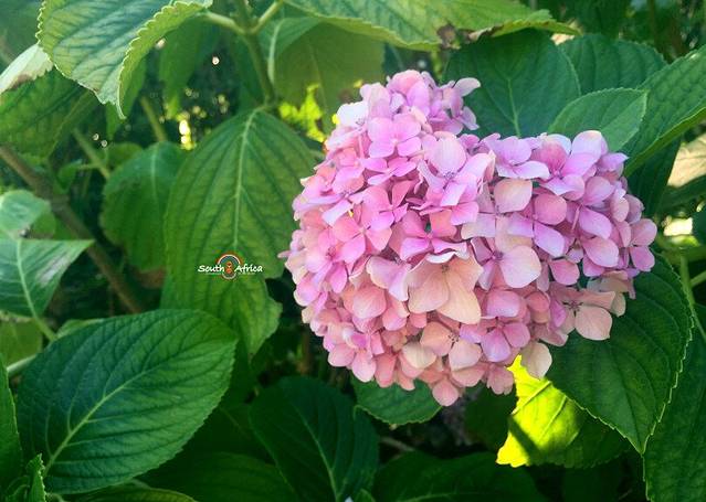 开普敦街心花园