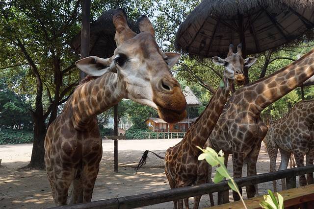 广州长隆度假区