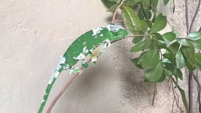 德希乌拉动物园