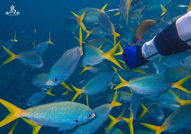 帕劳站 写一首蓝色的诗,做一条固执的鱼_帕劳