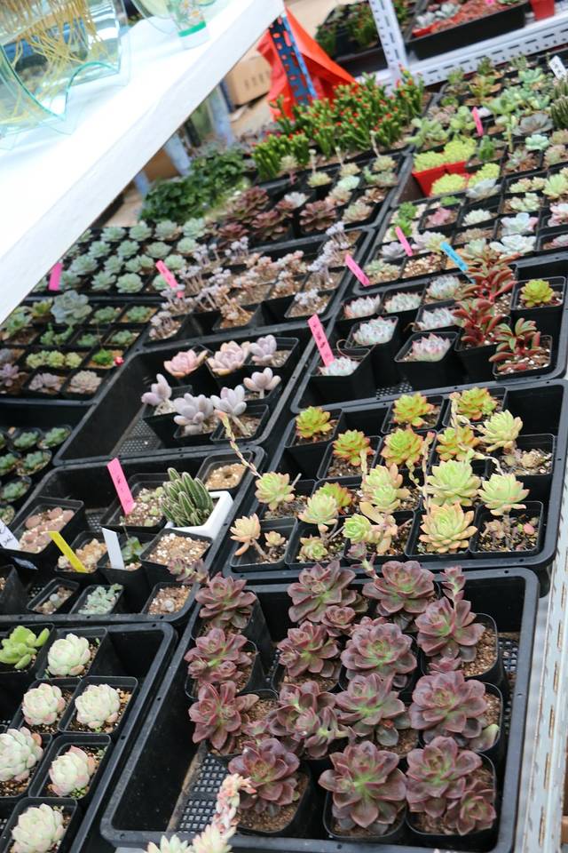 曹庄花卉宠物市场