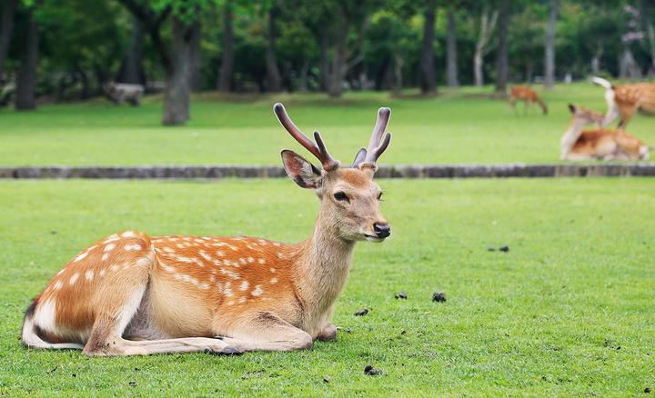 2017京都到奈良坐近铁,春日大社、东大寺、奈