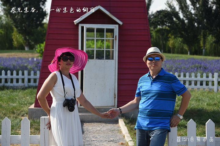 .、5 月,二月兰、油菜花盛开迎宾,6 月中旬熏衣