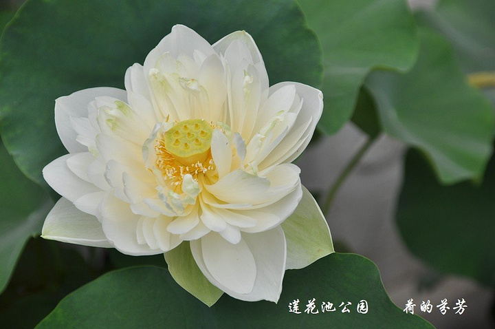 的荷叶中无数朵漂亮的荷花缓缓盛开就像一幅画更像一首诗造型独特的荷