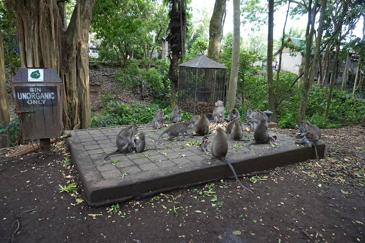 公园里到处都是猴子的身影_圣猴森林公园"的评论图片