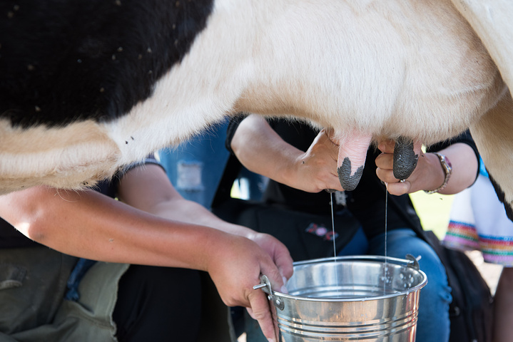 推荐他们家的奶场活动).和奶牛告别
