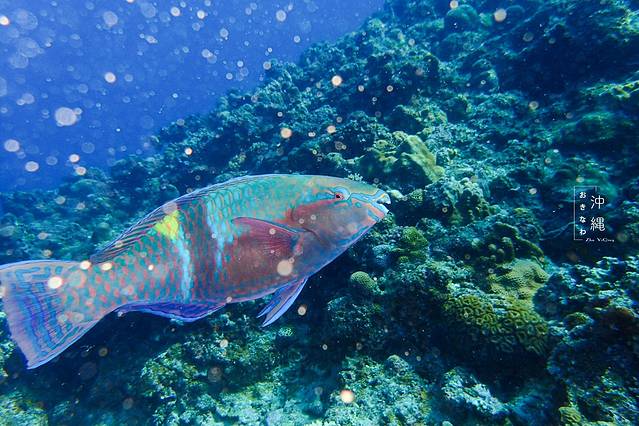 Blue Holic青之洞窟