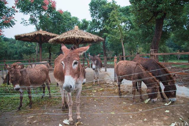 江苏淹城野生动物世界
