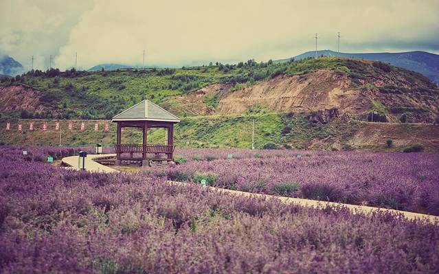 薰衣草花田