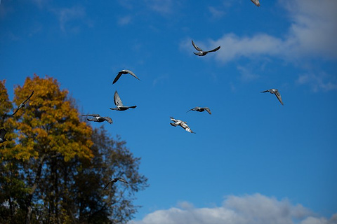 2017【圣彼得堡旅游景点大全】圣彼得堡有什
