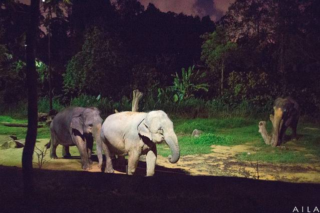 新加坡夜间野生动物园
