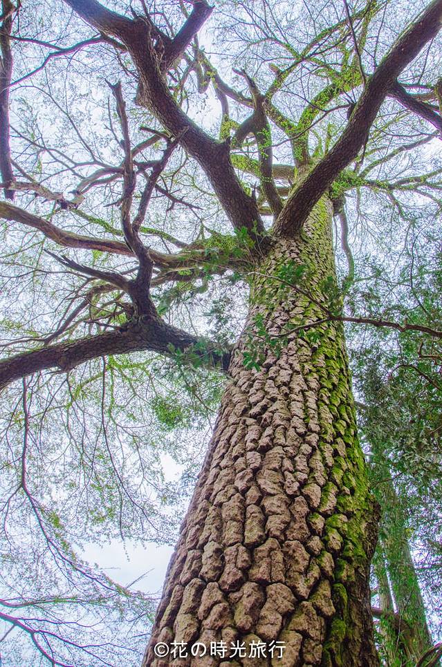 江山樱红,青茶碧水,闻香识『余姚』(超多美图)