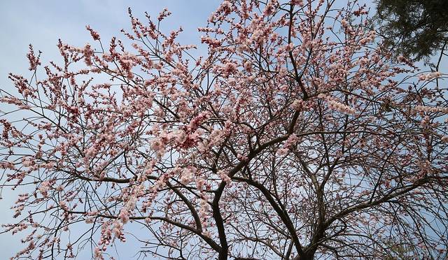 圆明园遗址公园-绮春园景区