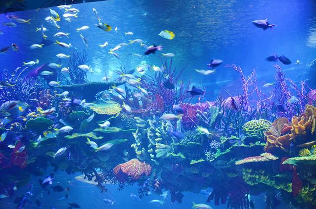 Ristorante L’Olivo at Al Mahara