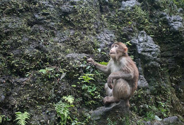 峨眉山生态猴区