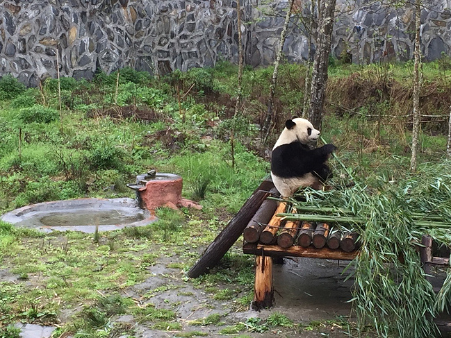 熊猫园图片 熊猫园图片