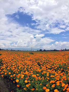 大理云上花海