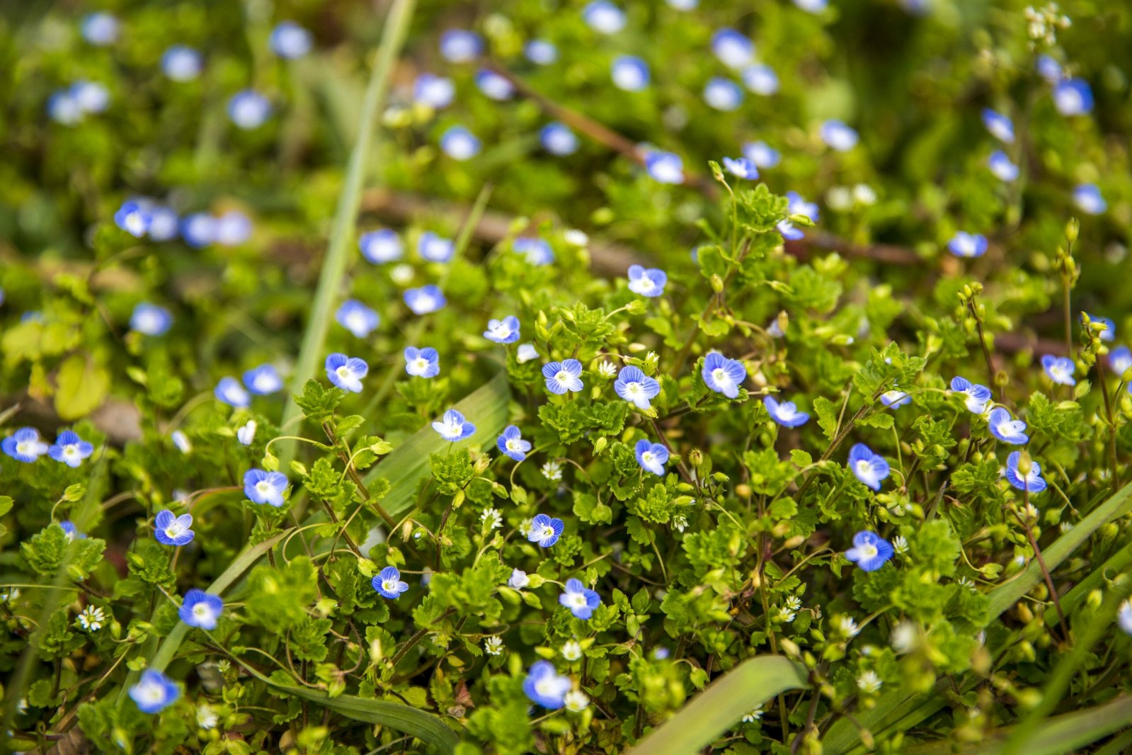 个人感觉平时没有花草的季节最值得去的是中山陵景区其次才是明孝陵