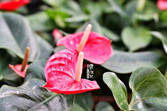 英山四季花海景区