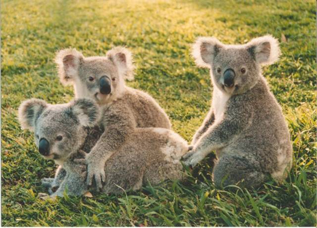 龙柏考拉保护区