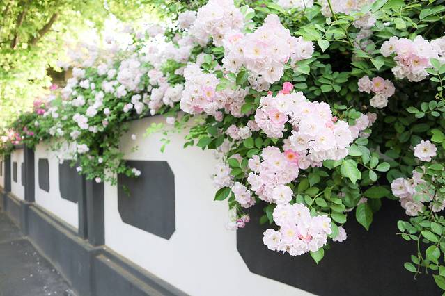 颐和路公馆区第十二片区