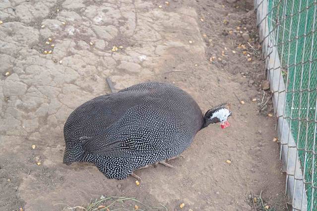 小蚂蚁薰衣草儿童庄园