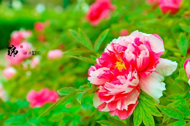 洛阳牡丹园