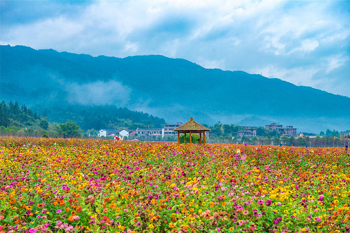 黄姚花海整体格局以凤为形,与仙女湖交相辉映,一眼无际的花海,仿佛