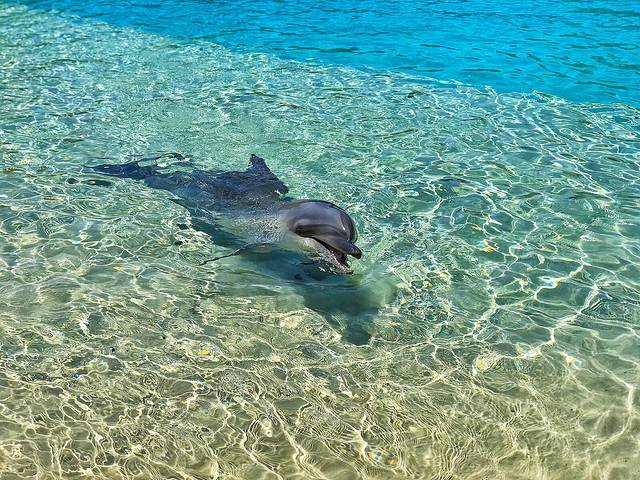 黄金海岸海洋世界