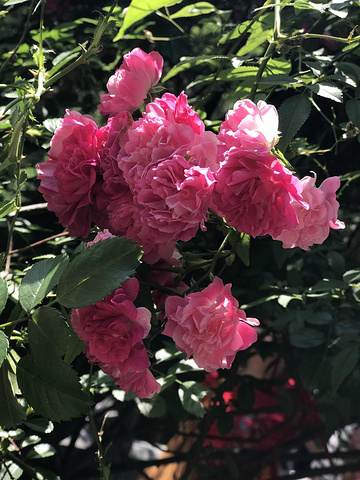 2017普济寺占地约数亩,寺分两院,为清代乾隆年