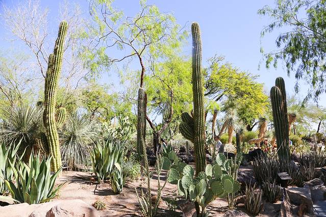 仙人掌植物园