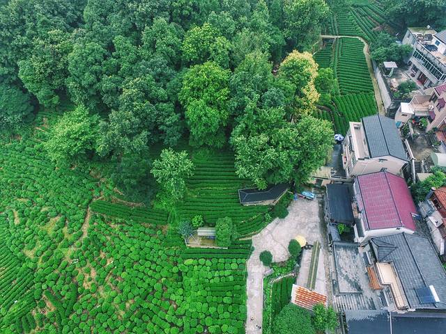 老龙井十八棵御茶园