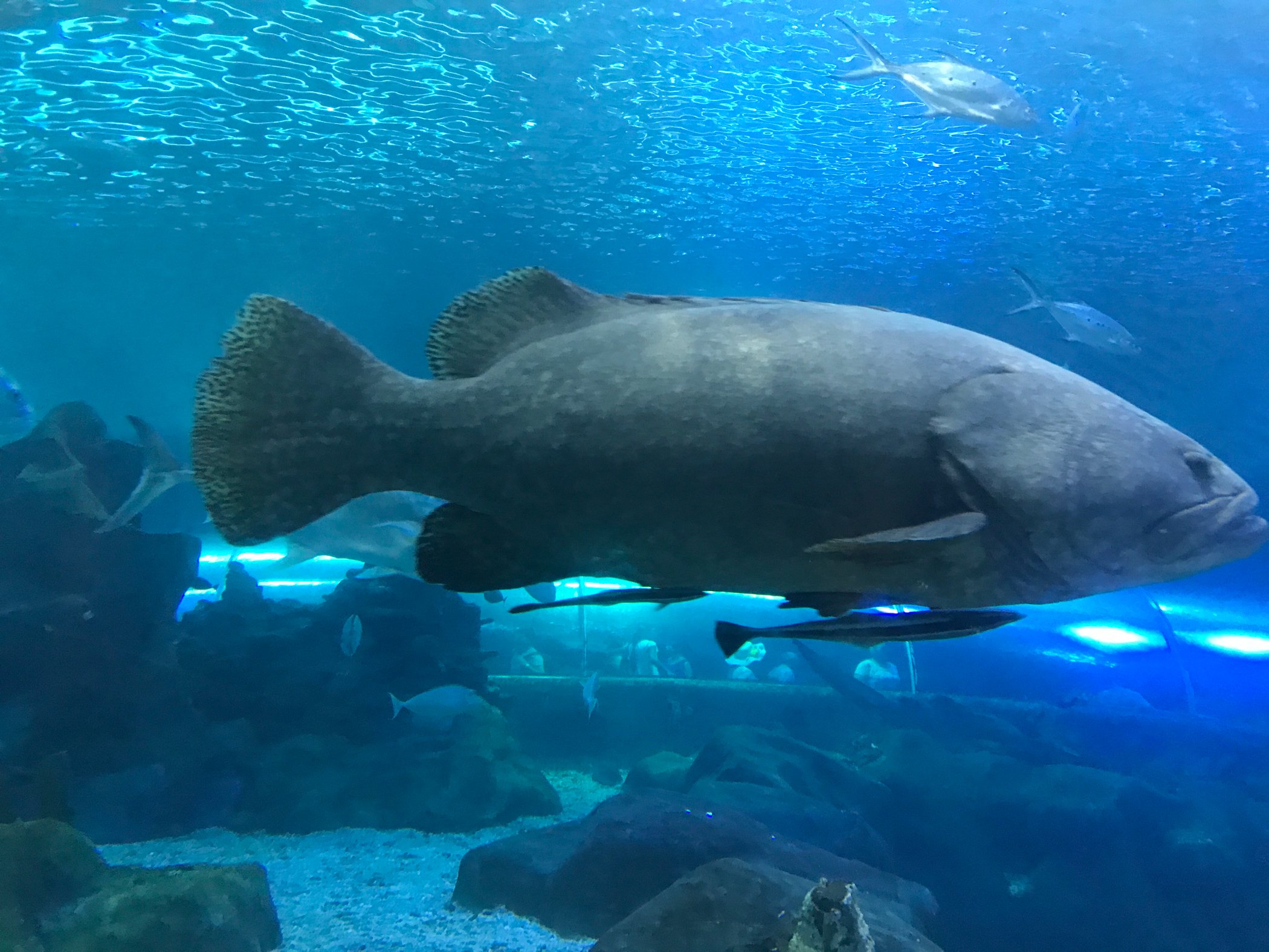 2022长沙海底世界游玩攻略,就在世界之窗附近,导航一下.