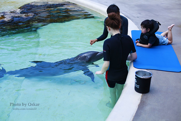 其实海豚园是坐落在水上探险乐园里的,不过要是你购买了海豚园的体验