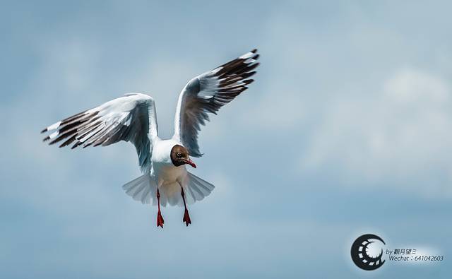 青海湖-鸟岛景区
